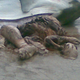 Illustration for article titled Here Are Some Grisly Photos Of A Sailors Body Parts After Being Eaten By This Tiger Shark